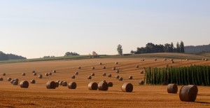 Anna Kiermeier Anwältin für Landwirtschaftsrecht