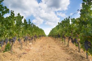 Weinreben Bio-Erzeugnisse Pflanzenschutzmittel